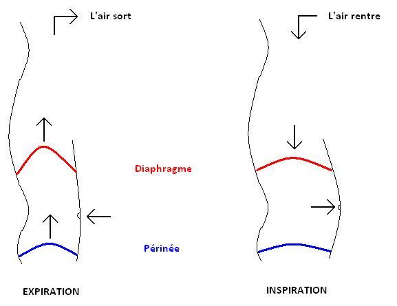 diaphragme-respiration-perinee