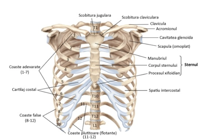 origine-thorax-syndrome-cyriax