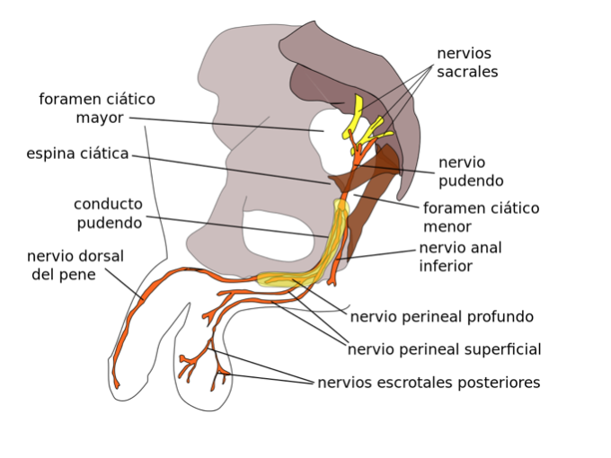anatomie-nerf-pudendal